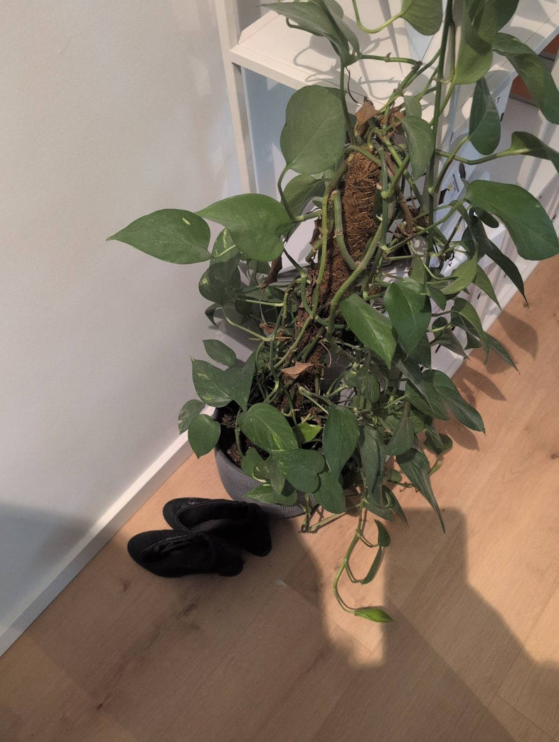 Klimop plant — Bild 1