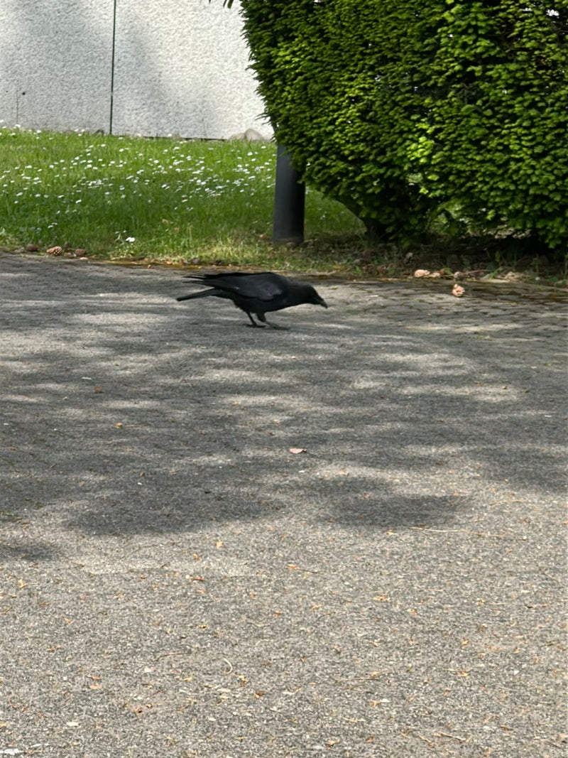 Een zwarte kraai loopt over een licht verhard pad. Op de achtergrond zijn een gazon en een groene struik te zien.