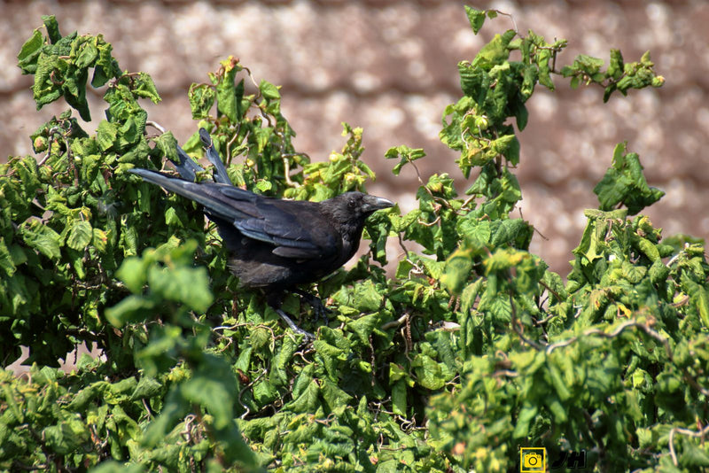 Een zwarte kraamvogel zit alert in een dichte, groene struik. Op de achtergrond is een lichte muur te zien.