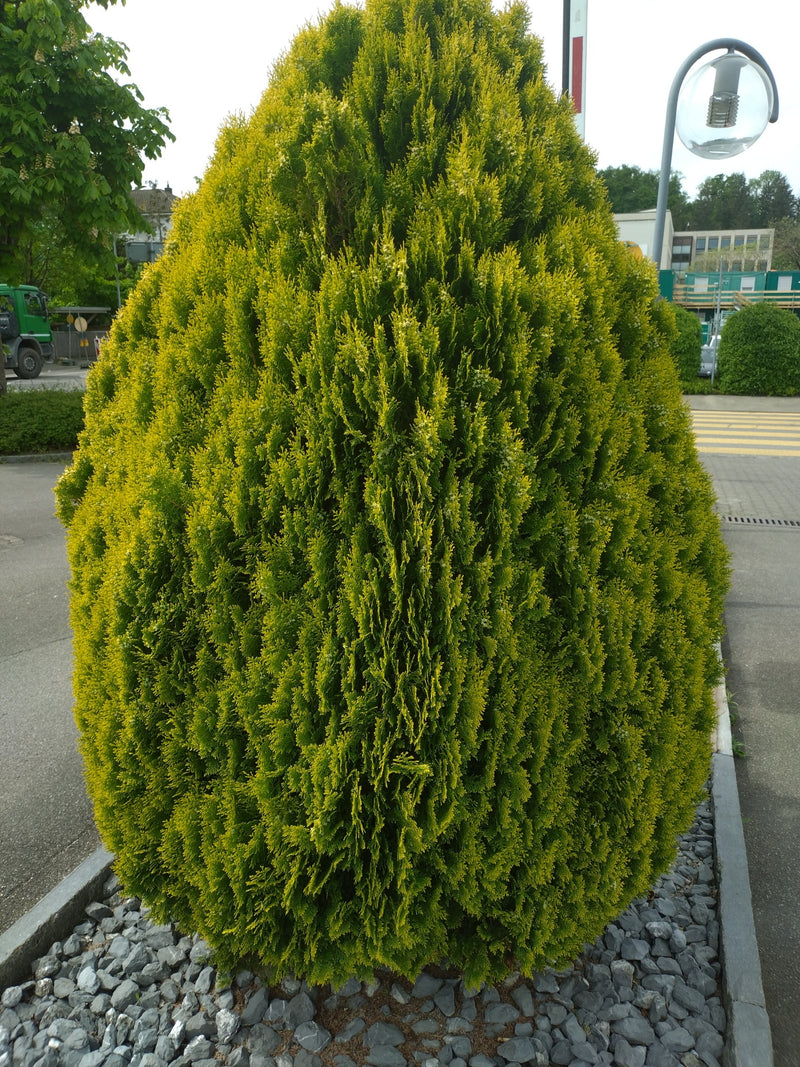 Te zien is een goed ontwikkelde, kegelvormige levensboom (Thuja occidentalis) op een verhard plein. De struik staat in een bed van siergrind.