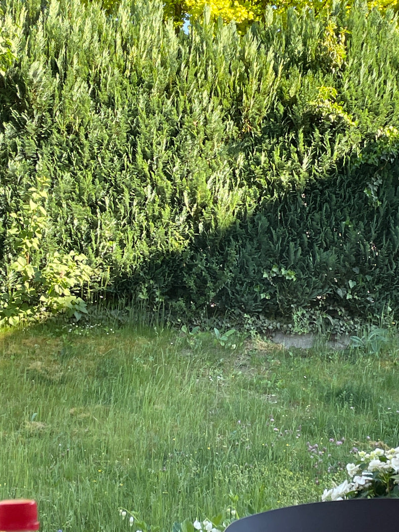 Een dichte haag van Thuja occidentalis is te zien, groeiend als een groene muur in een tuin. De schubachtige naalden vormen een dik, bosrijk bladerdak.