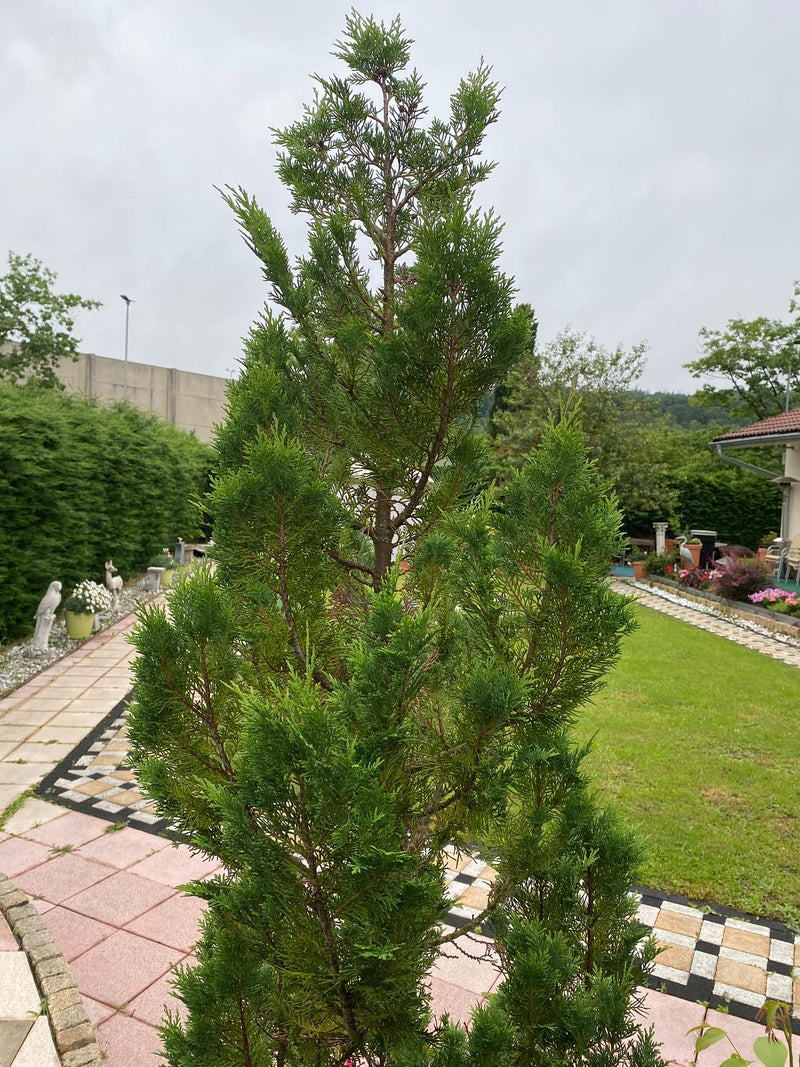 Te zien is een slanke levensboom met typische schubvormige naalden in een tuin. De plant groeit op een verhard gedeelte naast een gazon.