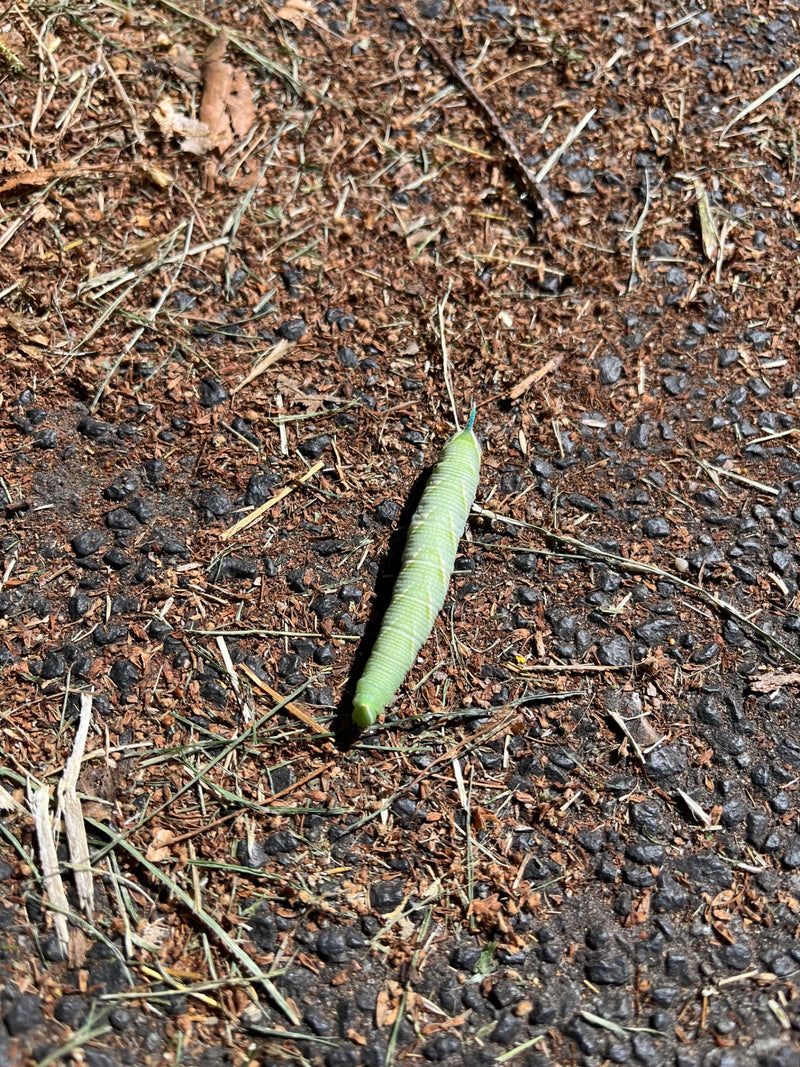 Avondpauw oog — Bild 1