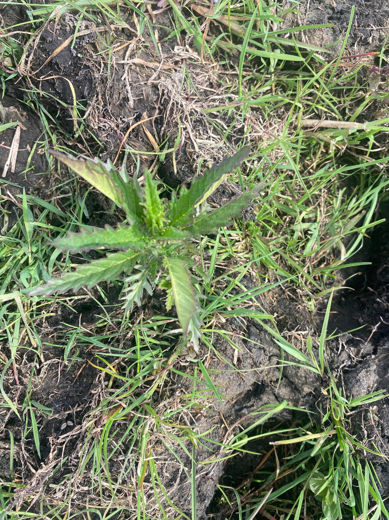 Veld distel — Bild 1