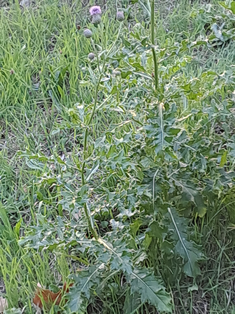 Te zien is een akkerdistel met groene, gelobde bladeren en enkele kleine bloemknoppen. De plant groeit buiten in een weiland.