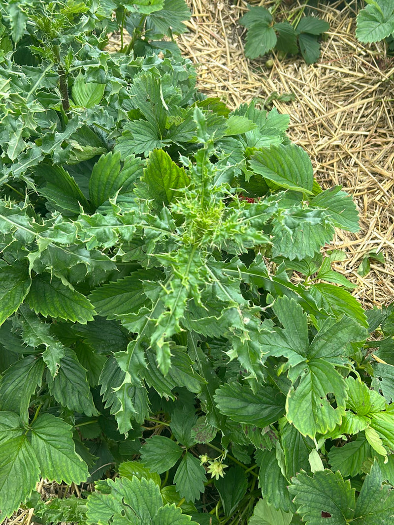 Te zien is een jonge akkerdistel met zijn typisch stekelige, gelobde bladeren. Hij groeit midden tussen aardbeienplanten op een bed met stro.