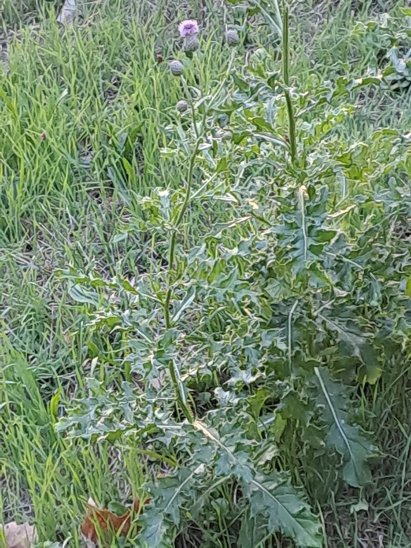 Een akkerdistel met gelobde bladeren en kleine bloemknoppen is te zien, groeiend in een weiland.