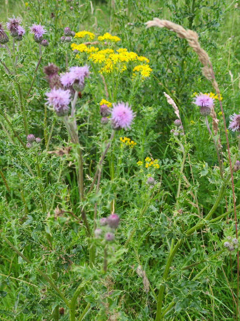 De foto toont bloeiende akkerdistels met roze bloemhoofdjes midden in een weiland. De typische, diep gelobde en stekelige bladeren zijn zichtbaar in het onde...