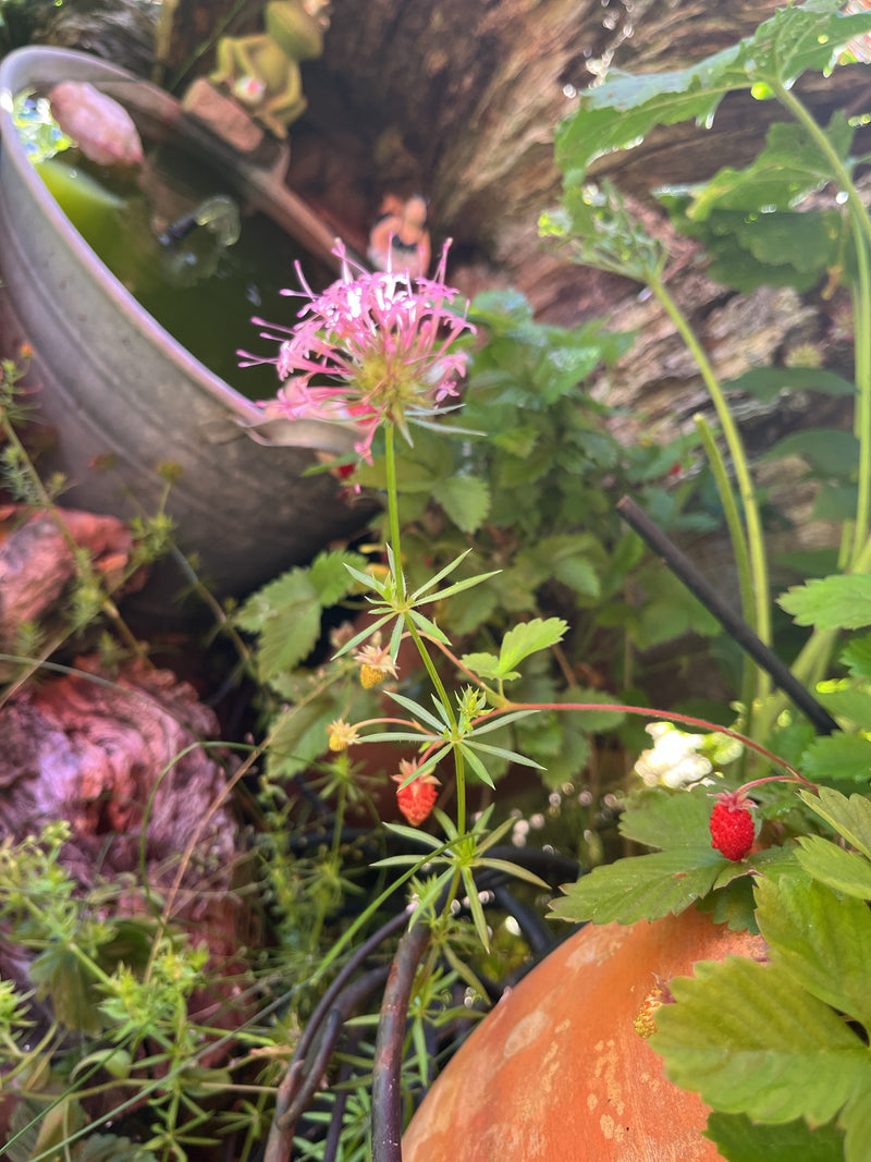 Een bloeiende veldmadelief is zichtbaar met roze bloeiwijzen en kransstandige bladeren. De foto toont de plant in een tuin.