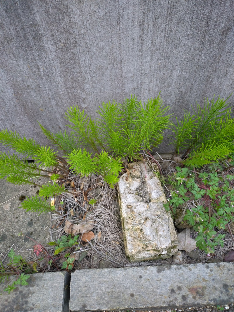 Veld paardenstaart — Bild 1