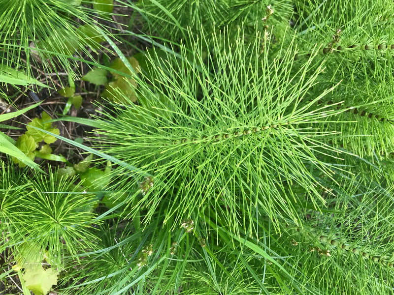 De afbeelding toont de groene, kransvormig vertakte zomertakken van heermoes. De plant groeit in dichte vegetatie.