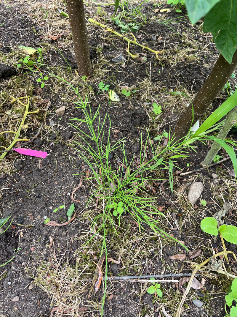 Een heermoes is te zien die groeit op donkere tuingrond. De plant toont zijn typische groen vertakte scheuten.
