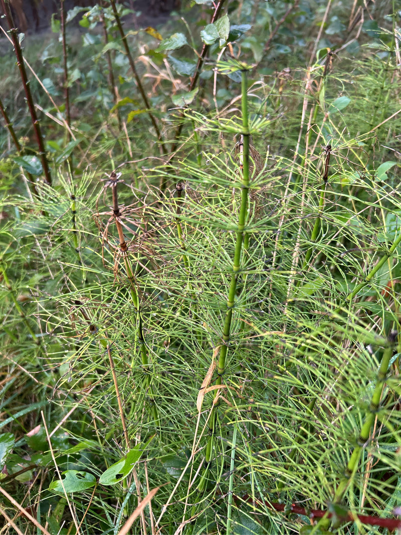 Er zijn several groene zomertakken van akkerpaardenstaart zichtbaar met hun typische kransvormige zijtakken. De planten groeien dicht bij elkaar in een weiland.