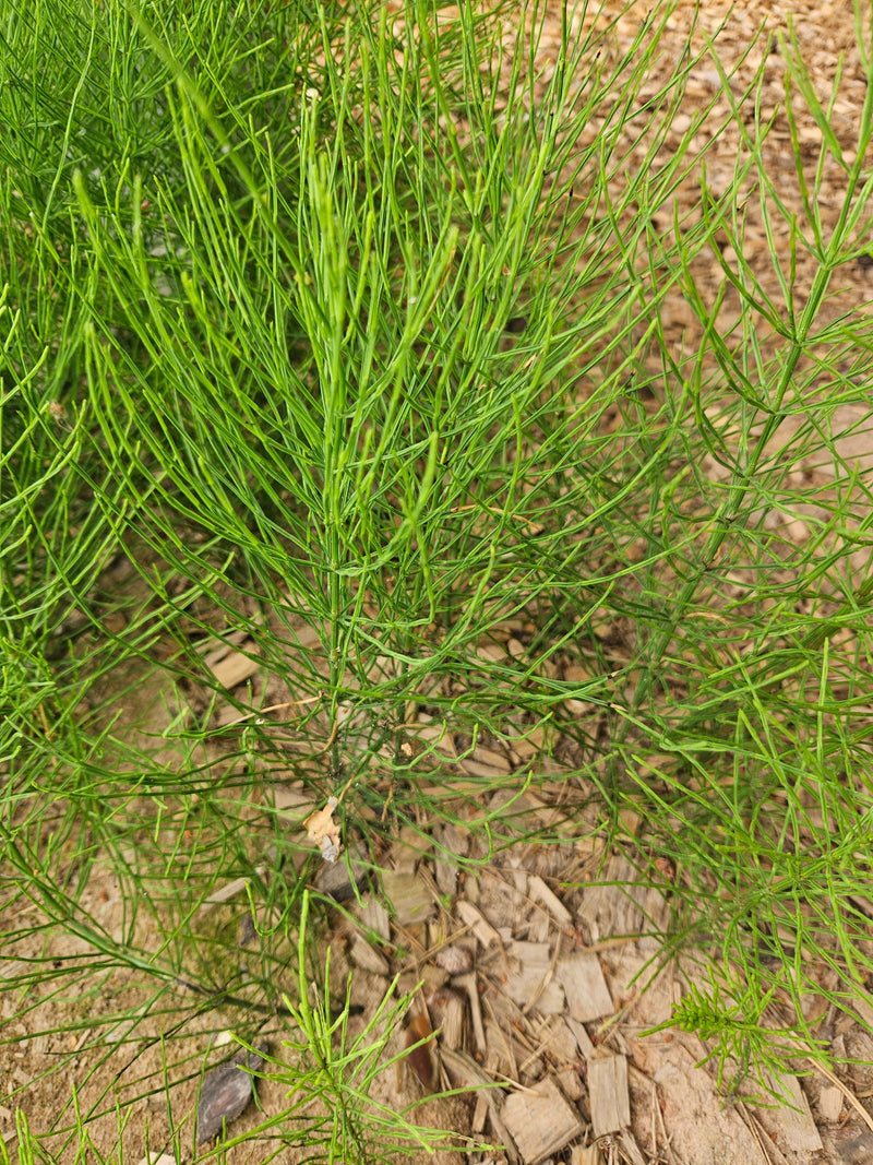 De afbeelding toont de fijne, groene zomerscheuten van heermoes. De plant groeit op een bodem van houtsnippers en zand.