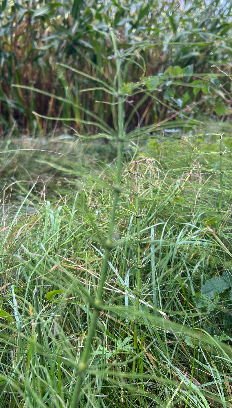 De afbeelding toont de groene heermoes in zijn typische zomervorm groeiend in een weiland. De fijne, kransstandige zijtakken zijn duidelijk zichtbaar.