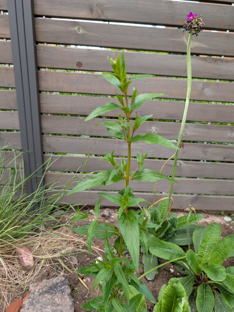 Veldschurft — Bild 1