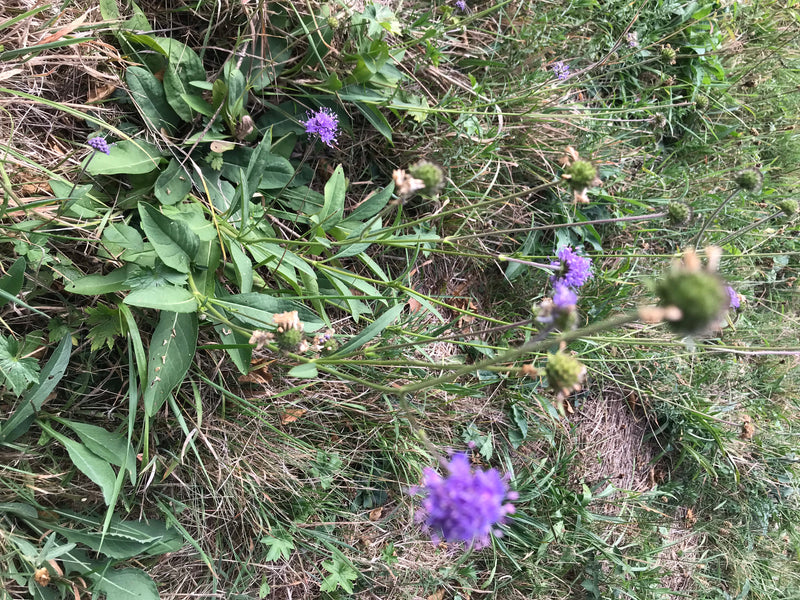 De afbeelding toont verschillende paarse bloemen en groene bladeren van beemdkroon in een weiland.