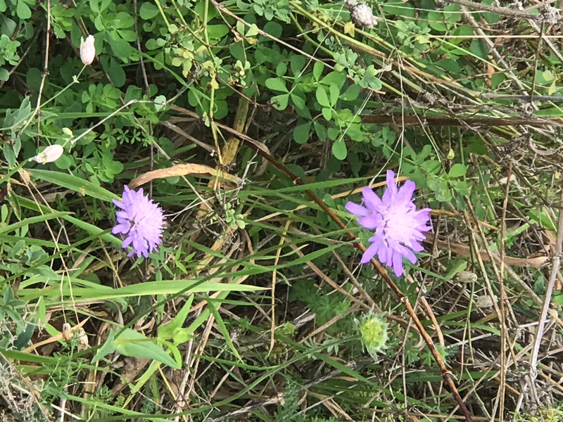 De afbeelding toont twee lichte paarse bloemen van de beemdkroon in een weiland. Ze worden omringd door groen gras en droog plantenmateriaal.