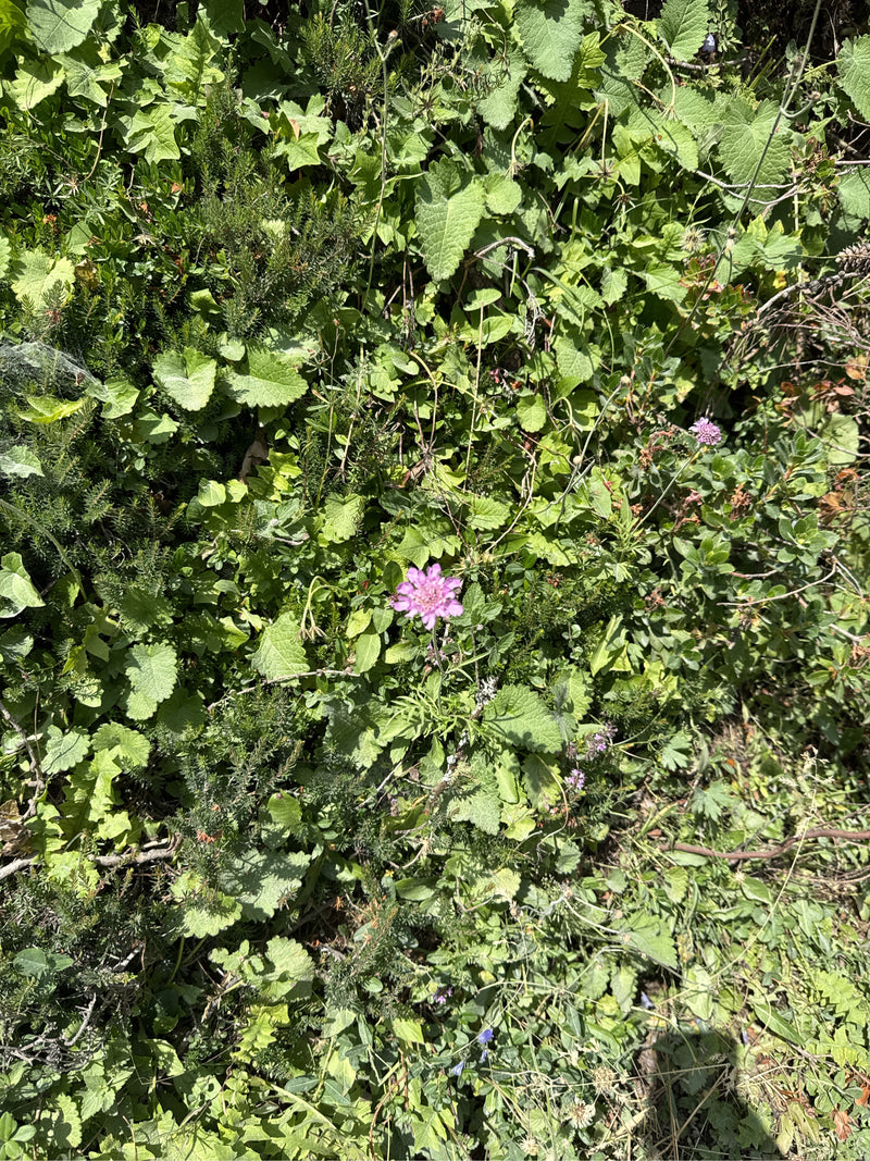 De afbeelding toont een enkele roze bloem van de beemdkroon die tevoorschijn komt uit dichte, groene weidevegetatie. Het bovenaanzicht legt de plant vast in ...