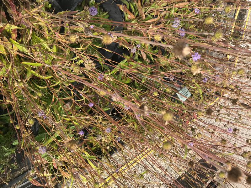 Er zijn verschillende exemplaren van beemdkroon te zien met hun kenmerkende bloemhoofdjes in een natuurlijke omgeving.
