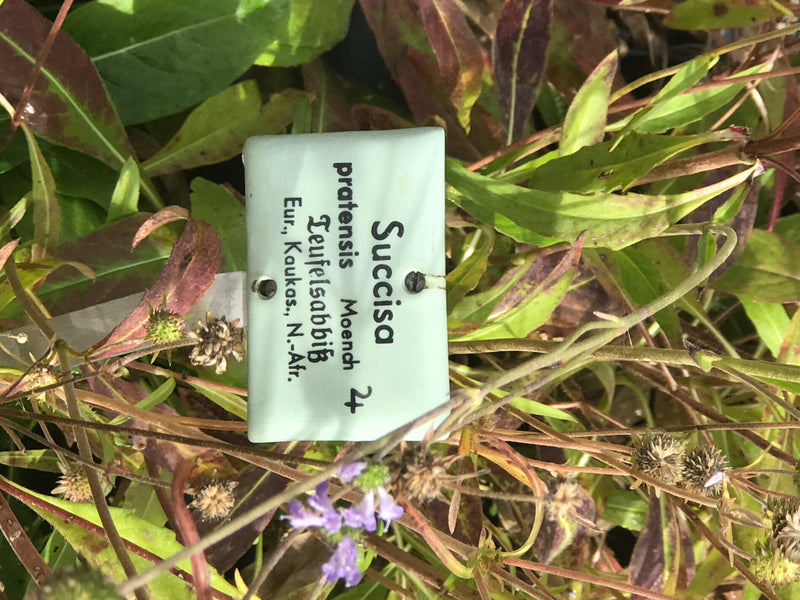 Een botanisch bordje markeert een blauwe knoop (Succisa pratensis) met deels uitgebloeide bloemhoofdjes en smalle bladeren.