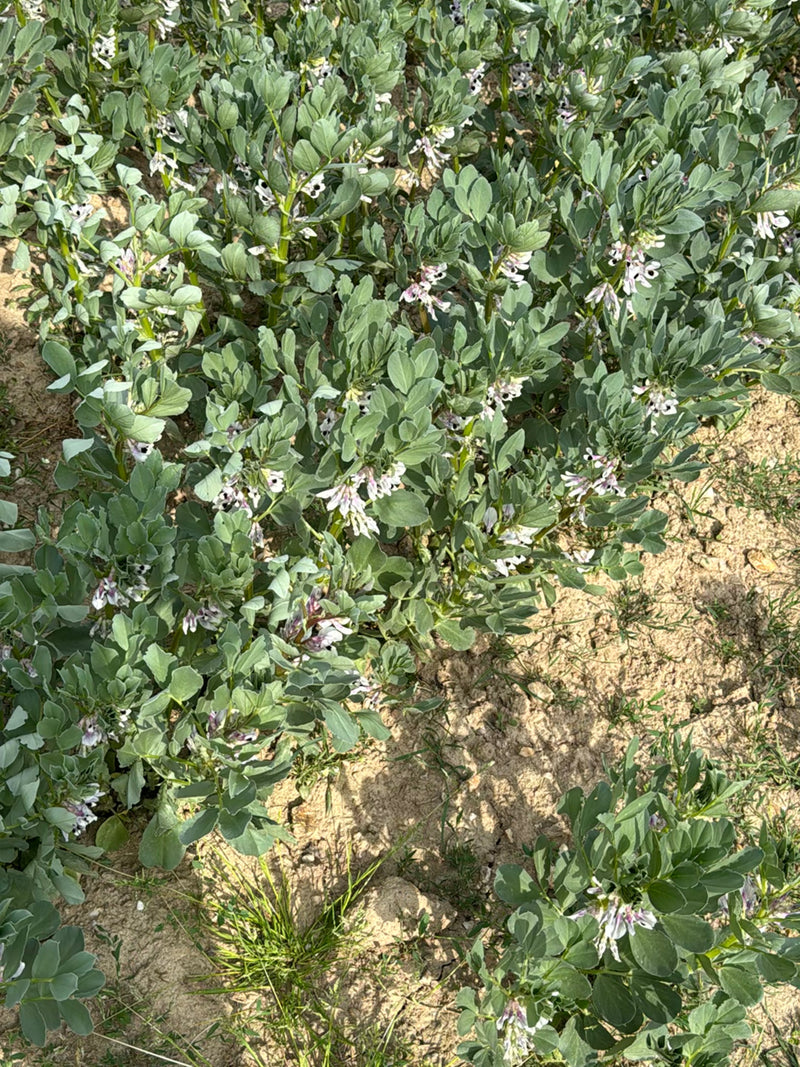Zoete erwten — Bild 1