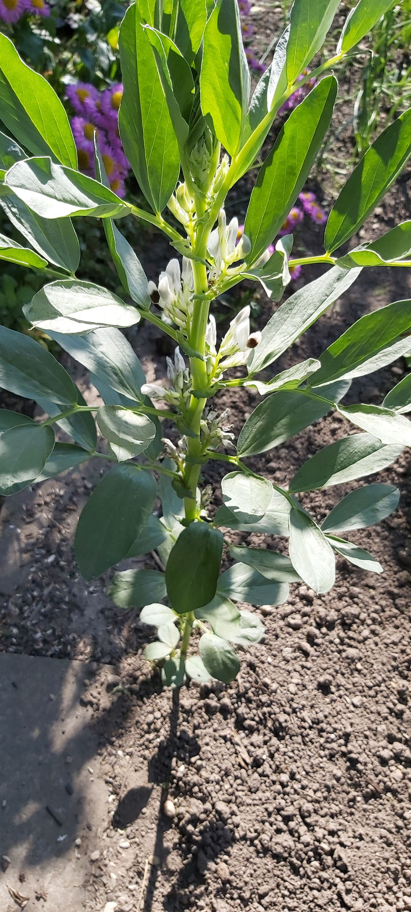 Te zien is een rechtop groeiende tuinboon met sterke bladeren en witte bloemen. De plant staat in kaal tuinaarde.