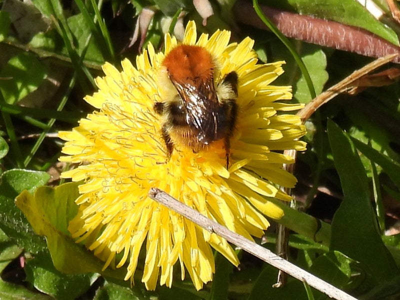 Veldhommel — Bild 1