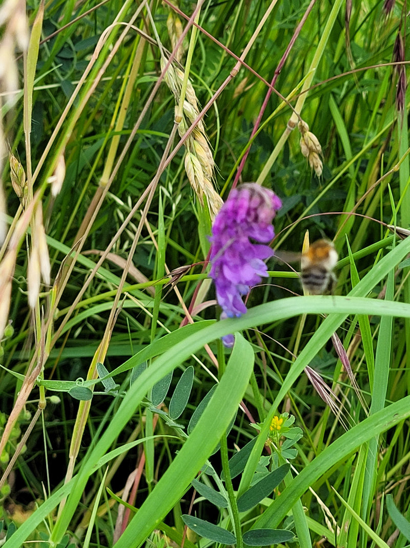 Een akhommel vliegt naar een paarse bloemaar in lang gras en weidevegetatie.