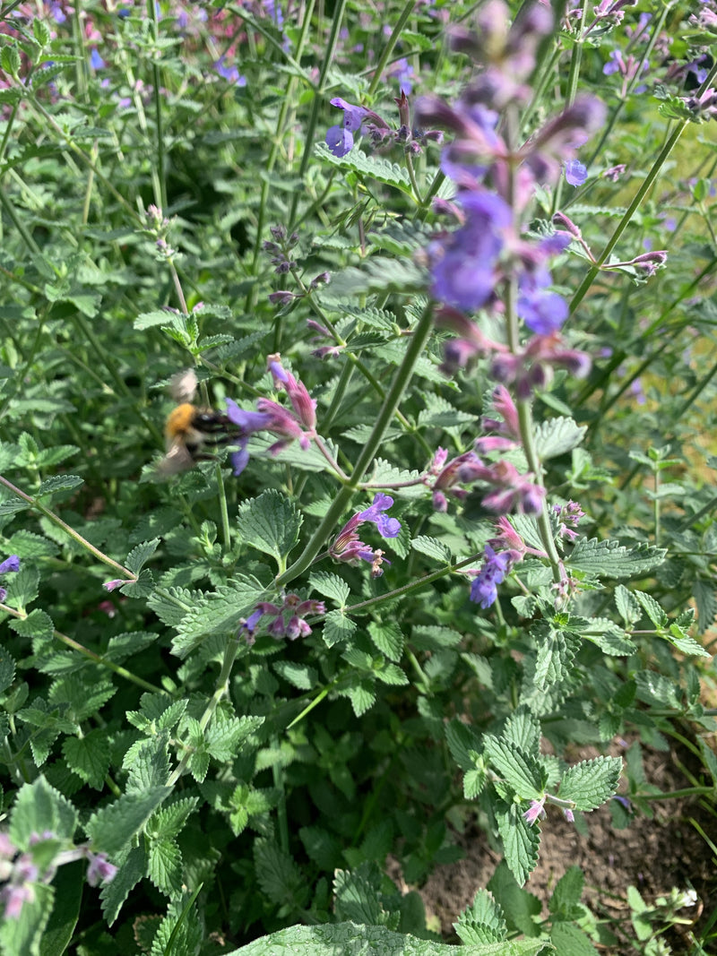 Een akhommel vliegt bij bloeiende paarse bloemen en verzamelt nectar. De omgeving toont groene stengels en bladeren.