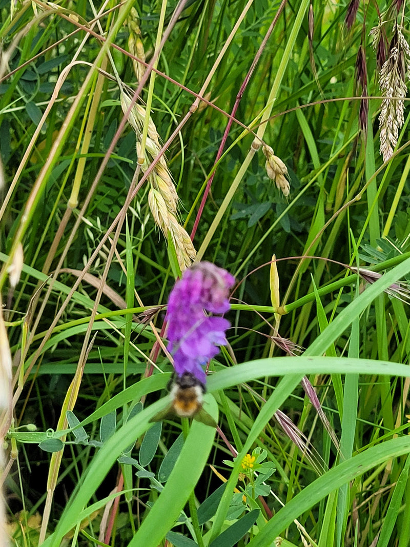Een akhommel zit op een paarse bloem, omringd door dicht, hoog gras. Het perspectief toont het insect van bovenaf in de weide.