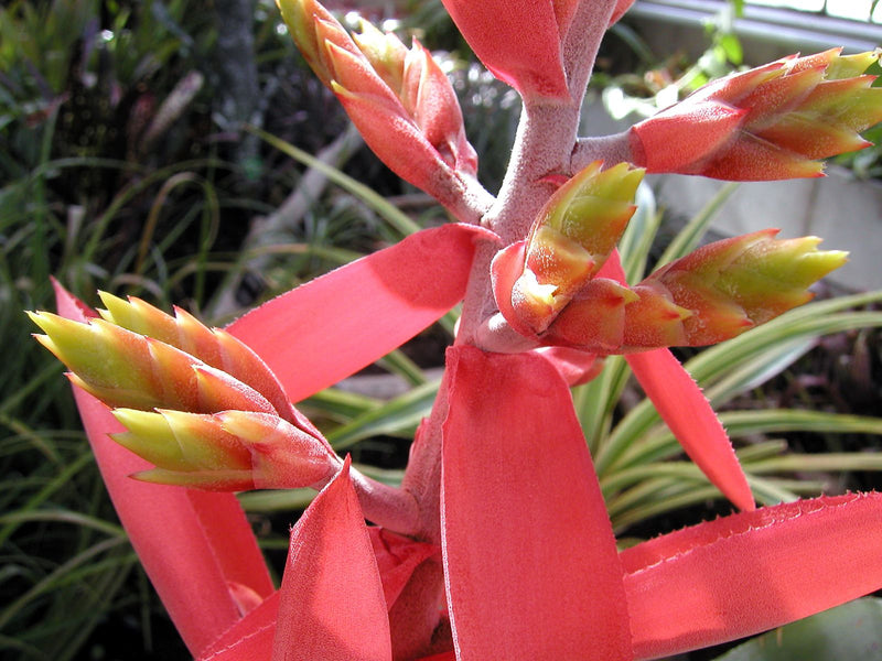 Aechmea — foto 1 van 1