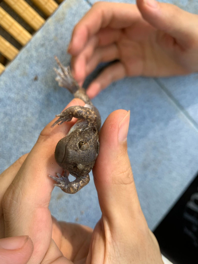 Afrikanischer Krallenfrosch — foto 2 van 2