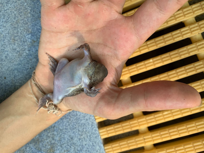 Een klauwkikker ligt op zijn rug in een open mensenhand.