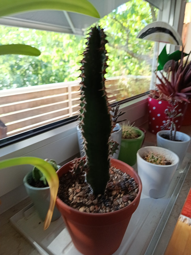 Afrikaanse melkboom — Bild 1
