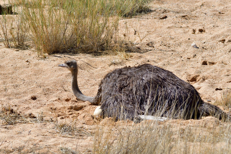 Een vrouwelijke struisvogel broedt in een ondiepe zandkuil, waarbij onder haar verenkleed een ei zichtbaar is.