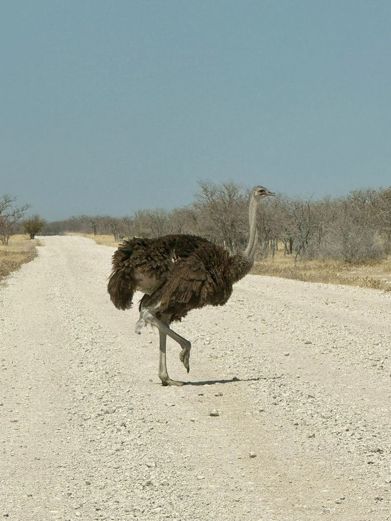 Een struisvogel loopt over een lichte grindweg in een droog savannelandschap.