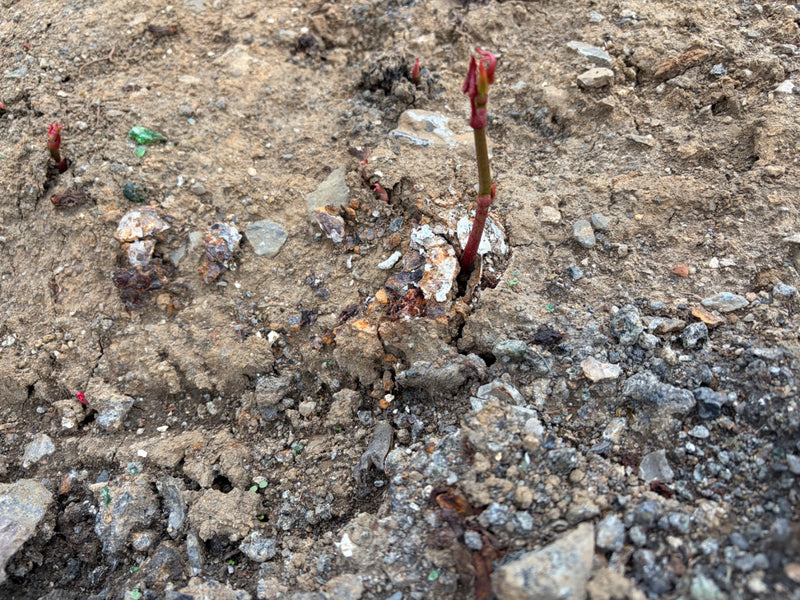 esdoorn — Bild 1