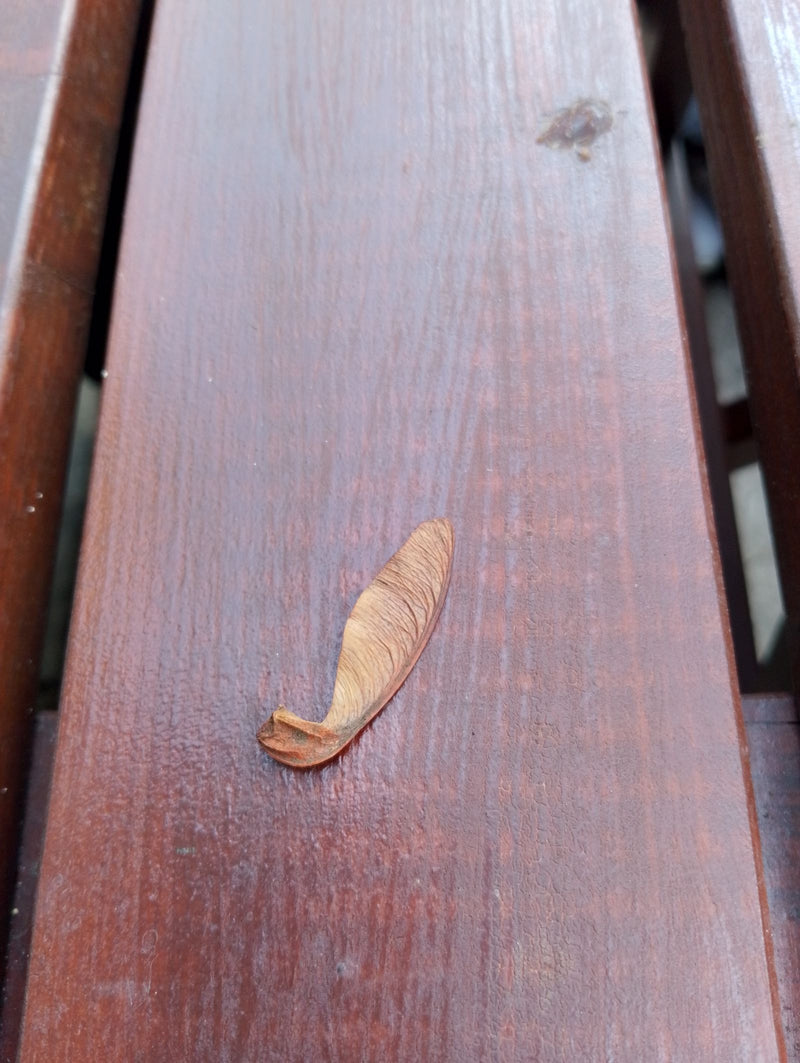 Een enkel gedroogd samaraatje van een esdoorn ligt op een bruine houten bank. Het karakteristieke vleugelorgaan van de plant is duidelijk zichtbaar.