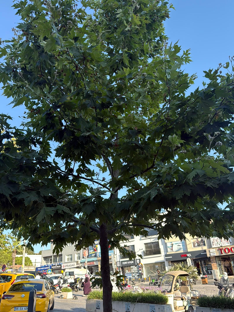 Te zien is een Londense plataan met een dichte kroon en karakteristieke bladeren langs een stedelijke straat. Op de achtergrond zijn gebouwen en voertuigen t...