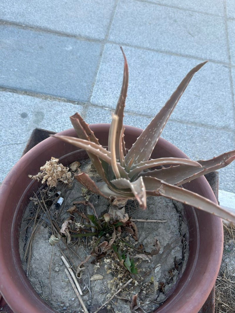 aloë — Bild 1