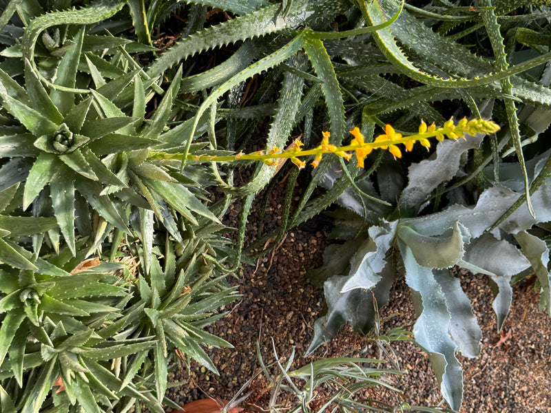 Stekelige succulente rozetten van een aloë met een gele bloeiwijze, van bovenaf gezien.