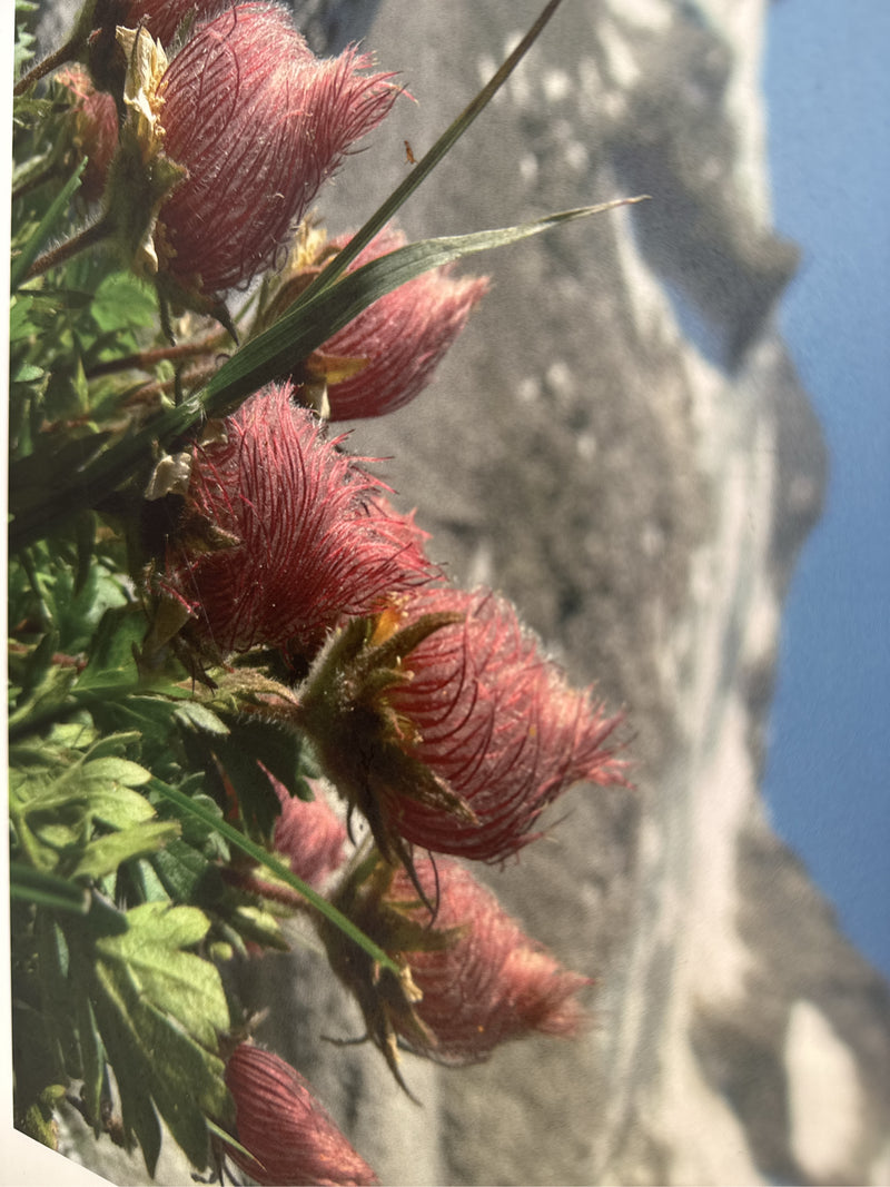 Alpenpasquebloem — Bild 1