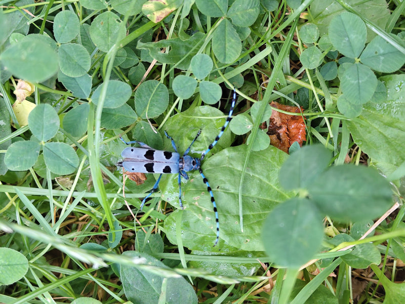 Alpenbok — Bild 1
