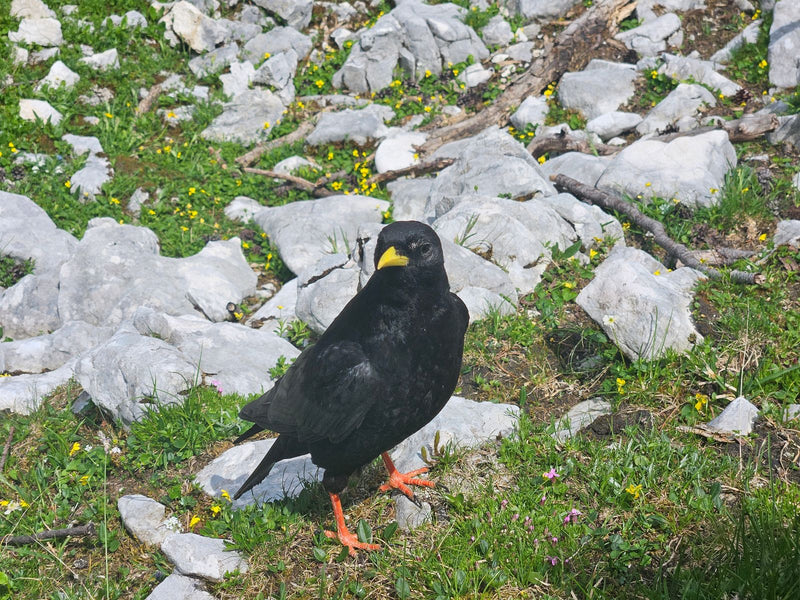 Alpendohle — Bild 1