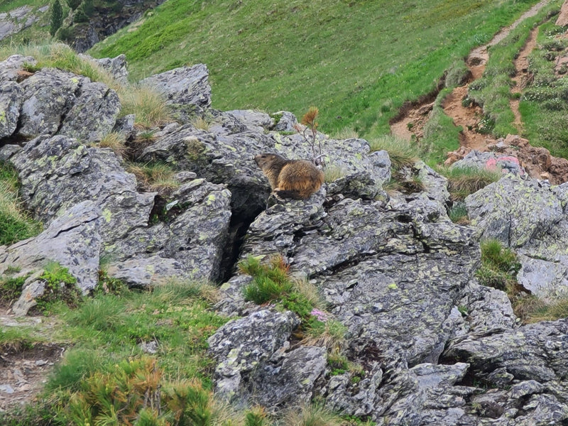 Alpenmarmot — Bild 1
