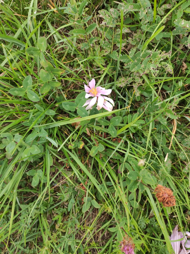 Alsike-Klee — foto 1 van 1