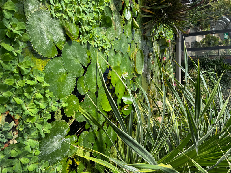 Amazonas-Riesenseerose — foto 2 van 2