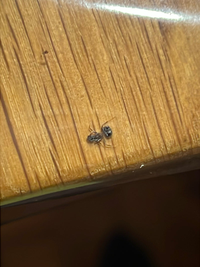 Een mierenmimicry spin zit op een gestructureerd houten oppervlak. De spin is duidelijk zichtbaar en laat zijn mierenachtige lichaamsvorm zien.