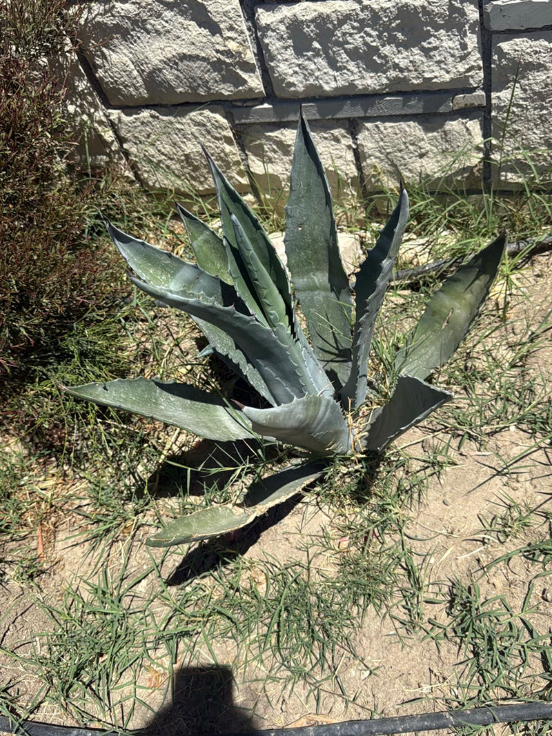 Amerikaanse agave — Bild 2